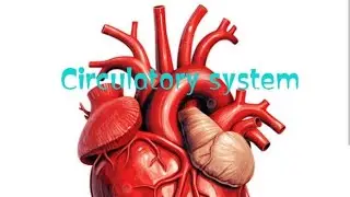 Circulatory system lecture #3 systemic circulation and pulmonary circulation 