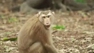 Monkey Tom Walking Meet  Young Viola  on Field on July4,2024 /167.Bp