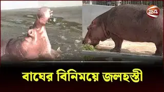 বিশাল দেহের লালপাহাড় এখন চট্টগ্রামে | Hippo at Chittagong Zoo | Channel 24