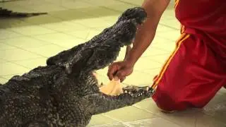 The Tourist In Chiang Mai Part 1 Crocodile Farm