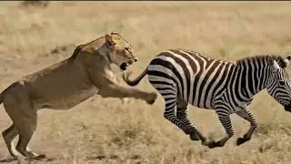 Lion vs Mother Zebra vs Baby Zebra | Shocking Wildlife Fight
