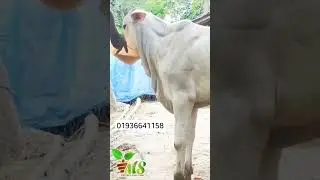 #cattle #brahman #brahmancattle #sibbi #sibbibull #sibbilover