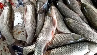 Indian Fish Market#fishmarket #fish #fishshop#fishcutting_skills#fishcutting#fishspecies #sundrylaze