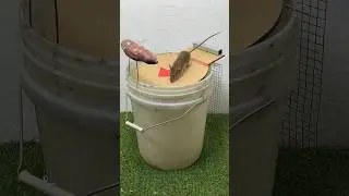 Homemade mouse trap idea using old plastic buckets #rat #rattrap #mousetrap #shorts