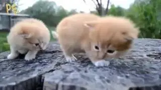 Small cute kittens fine selection of pleasant viewing Lift your spirits Compilation 2016 NEW