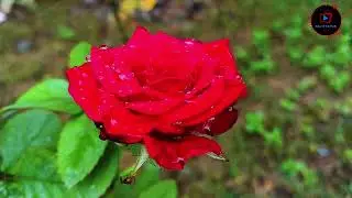 Beautiful flowers like roses, 🌹🌹 #rose #ros&eacute; #roses #garden #photography #flowers 