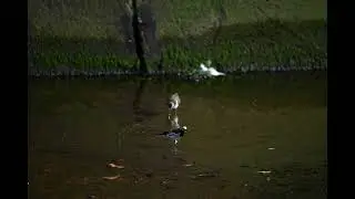 White Wagtail and Common Sandpiper at Simpang Kiri canal opposite Yishun Fire Station, Dec 31, 2025