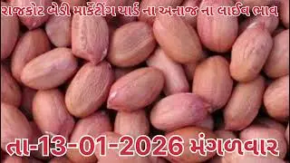 રાજકોટ બેડીમાર્કેટીંગયાર્ડના 13-01-2026 ના અનાજના ભાવ#anajmandibhav #vairalvideo #agriculture#kishan