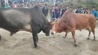 JWAT SINAI VRS DOMRIANG PALUD | HA MAW SYNRAM |