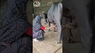 Indian Woman Feeds Buffalo with Its Own Milk &ndash; Unbelievable Rural Care #baffalo #cow #milking #short