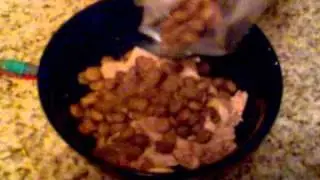 Shiba Inu puppy hungry in NYC