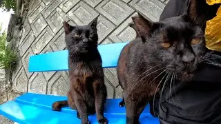 男木島　何故か一匹増えて黒い（猫の）三連星となった電波塔の関守を務める黒猫達に見つかってしまい、しっかりと通行料をせしめられました