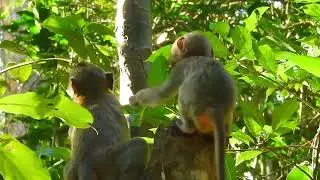 BB monkey Sovana team is cute.mp4
