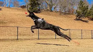 Video for Dogs - Dog Park