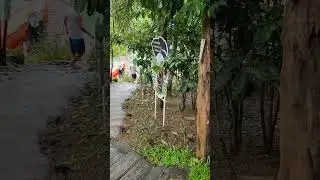 Chiang Mai&rsquo;s Hidden Thrill Spot &ndash; Pong Yang Jungle Coaster Experience!
