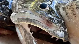 🎯 Walleye in May with Shelby Ross @ Moses Lake Wa.