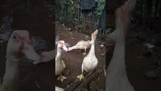 ternak entok