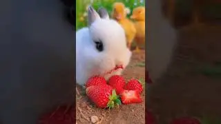 Fluffy Rabbit Munches Strawberries &mdash; watch What Happens When a Yellow Duck Swoops In!
