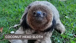 Sloth Species with a Head like a Coconut