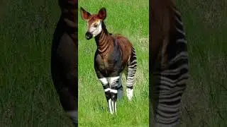 Okapi: Zebra or Giraffe? The Truth! #okapi #congoforest #rare #africa