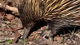 Eastern Short-beaked Echidna, Aldinga Scrub
