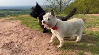 Cairn and Scottie Sunny Evening Walk ☀️
