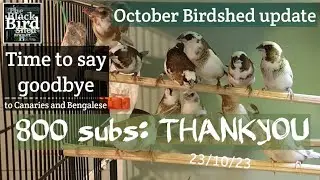 October Birdshed update. 23/10/23