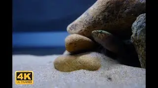 WATER COW GOBY FEEDING 4K VIDEO -TinyFins