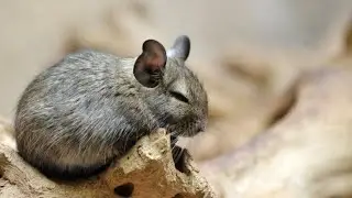 Chinchilla - Hogarman&iacute;a