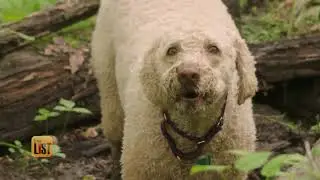 A Pet Detective's 3 Helpful Tips for Finding a Lost Dog