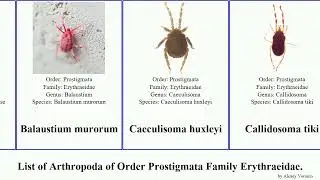 List of Arthropoda of Order Prostigmata Family Erythraeidae. tiki huxleyi Balaustium medicagoense