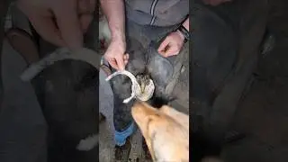 My Dog ​​is Eating Hoof Trimmings #horse #equestrian #satisfying #farrier #hooftrim