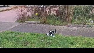 Magpie fight