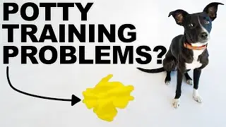 4 Tips To FIX Your Puppy Potty Training Problems