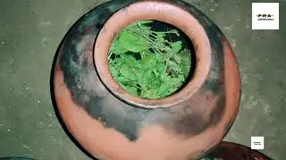 Traditional Popti, Harvesting Of Vaal #popti #konkanfood #villagefood #winterseason