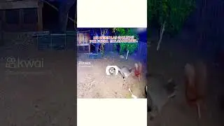 el come  gallinas# el mapache # emplumadas # short #viral # peligro.