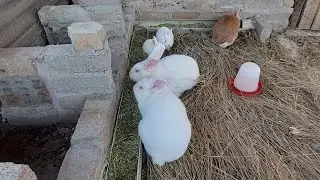 Free food and free bedding for my rabbits