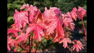 Acer macrophyllum 'Mocha Rose'