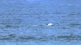 Whale and Dolphin Show