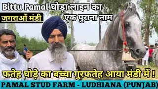 बिट्टू पमाल लाए हैं जगराओं मंडी में फतेह घोड़े का बच्चा गुरफतेह !