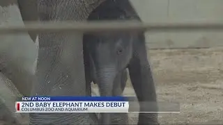 Columbus Zoo welcomes second baby calf