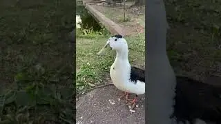 Release the QUACKEN