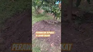 Menanam alpukat di lahan basah, begini perawatannya.#alpukat#lahanbasah
