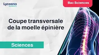 Bac Sciences | SVT | Coupe transversale de la moelle épinière