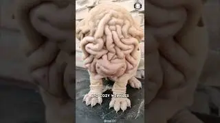 Шарпей 💔 Вся правда об их кожных складках!