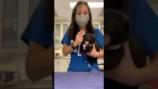 Funny dog compilation #shorts #dog #animals
