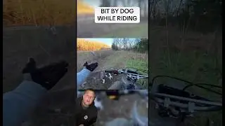 Укус собаки во время езды &mdash; кто на самом деле виноват?