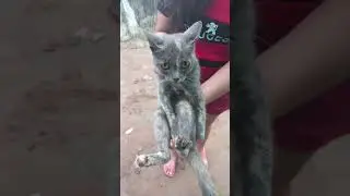#piadas #com&eacute;dia #engra&ccedil;ado #risos #ironia #peratoons #piadasengra&ccedil;adas #divertido #cat #cattos