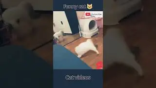 cat fighting videos | cat comedy videos |  #funnycatvideos #funnycatvideoscompilation #shorts