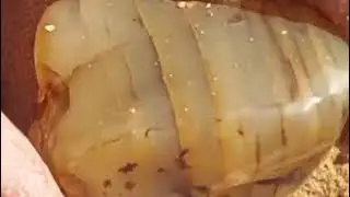 الطيور المهاجرة تحلق لجمع العقيق#احجاركريمة مروان #ترند #حجر_طبيعي 